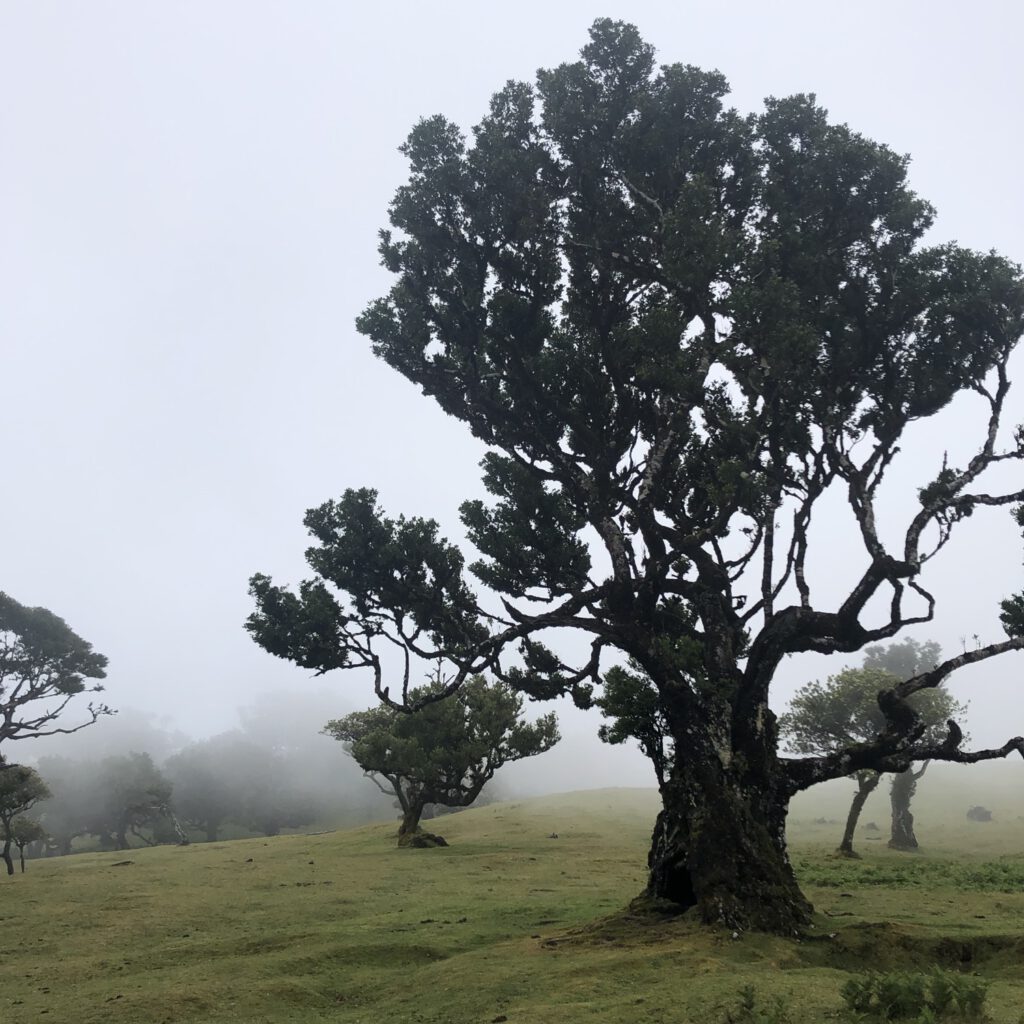 Fanal bos Madeira