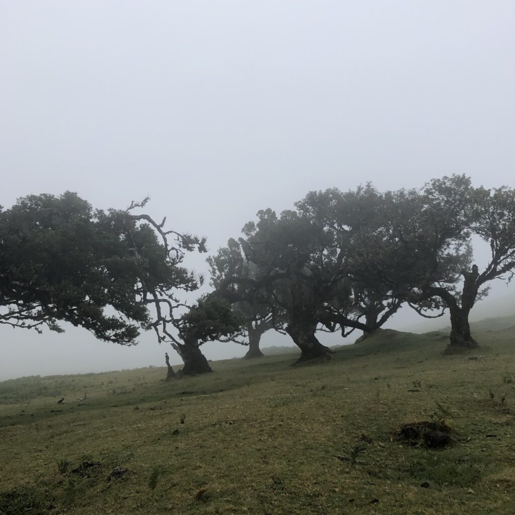 Fanal bos Madeira