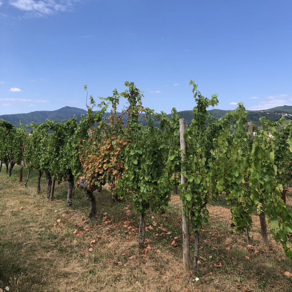 Route des Vins d'Alsace Fietsen