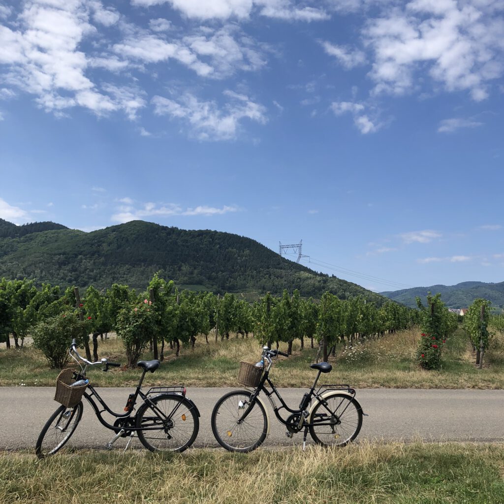 Route des Vins d'Alsace Fietsen